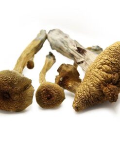 alacabenzi strain mushroom