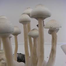 Albino A+ mushrooms